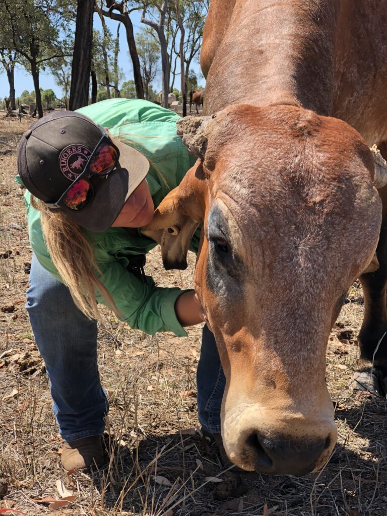 Checking on cattle